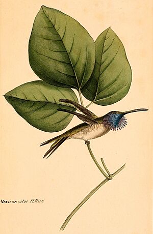 Calothorax lucifer 1841.jpg