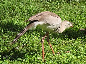 Archivo:Cariama cristata El Rey NP