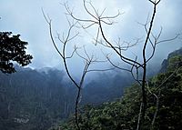 Archivo:Cordillera de la costa, Selva tropical humeda - Parque NacIonal HenrI Pittier