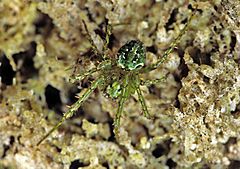 Cryptaranea atrihastula-Cryptic Orbweb Spider (NZAC06001374).jpg