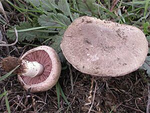 Archivo:Cupreobrunneus
