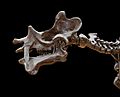 Dinoceras mirabile Marsh MNHN