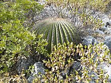 Archivo:Echinocactus platyacanthus (5781925325)