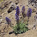 Echium gentianoides LC0410