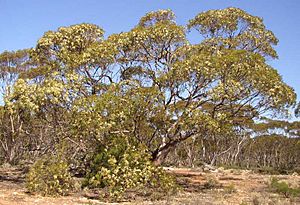 Archivo:Eucalyptus-oleosa-tree-2