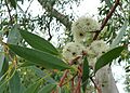 Eucalyptus coccifera flowers — Wendy Cutler 001