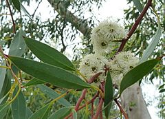 Archivo:Eucalyptus coccifera flowers — Wendy Cutler 001