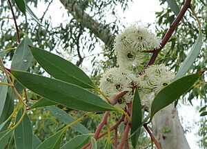 Archivo:Eucalyptus coccifera flowers — Wendy Cutler 001