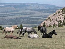 Archivo:Feral horses - Pryor Mountain Wild Horse Range - Montana