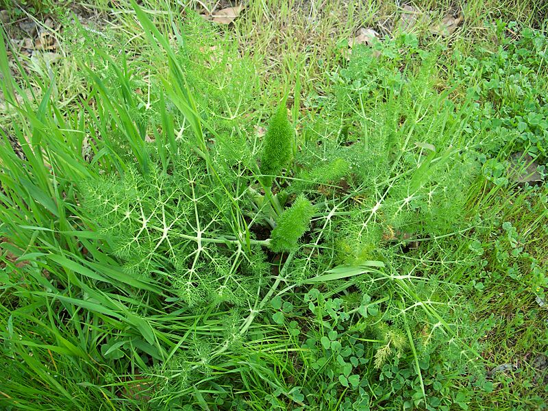 Foeniculum vulgare05