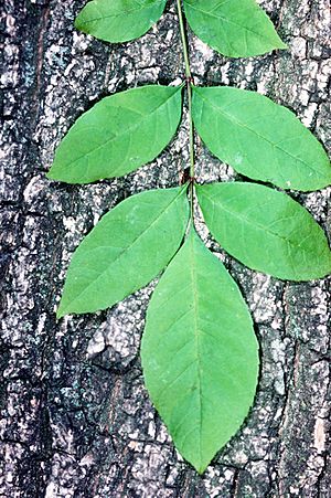 Archivo:Fraxinus pennsylvanica