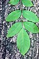 Fraxinus pennsylvanica