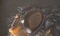 Fruit fly