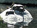 Galapagos en el Tiétar