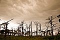 Gaspirilla National Park-4840
