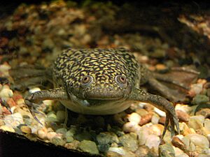 Archivo:Gemeiner Krallenfrosch - Xenopus laevis - aus Afrika ArM