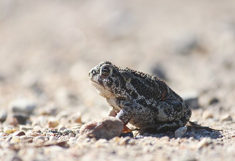 Great Plains Toad (15469071105)