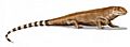 Haptodus BW