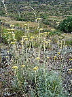 Archivo:Helychrysum stoechas