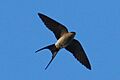 Hirundo daurica