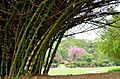 Indian thorny bamboo (Bambusa bambos) in the Singapore Botanic Gardens