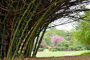 Archivo:Indian thorny bamboo (Bambusa bambos) in the Singapore Botanic Gardens