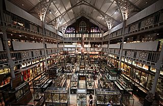 Interior of Pitt Rivers Museum 2015.JPG