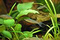 Iriatherina Werneri-Yellow Finned Male