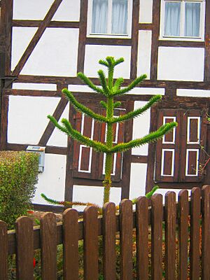 Archivo:Joven Araucaria araucana en un jardín delantero en el poblado de Hamma, cerca de Nordhausen, Alemania Central