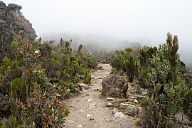 Kilimanjaro vegetation