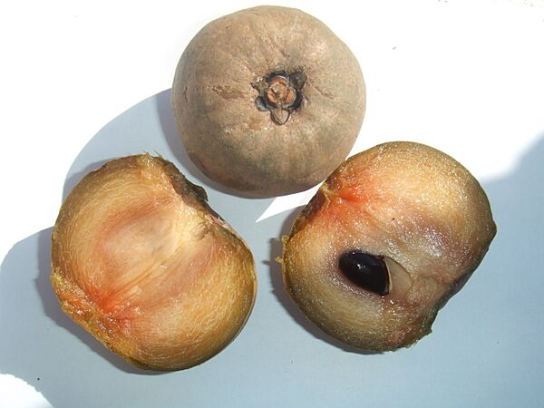 Manilkara zapota