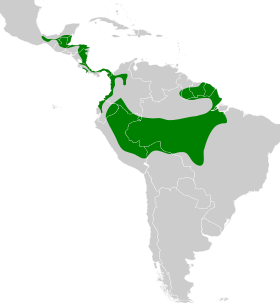 Distribución geográfica del hormiguerito del Quijos.