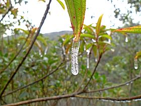 Miniature Icicle on a melastoma sanguineum leaf, Shatin, Hong Kong