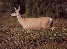 Archivo:Mule Deer at Clearwater Pass 2