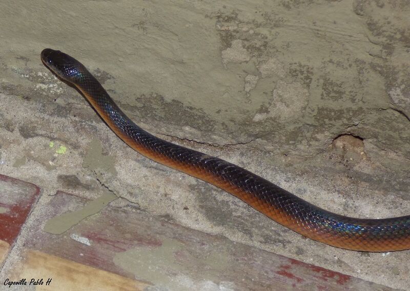 Mussurana bicolor