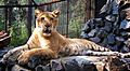 NSK-ZOO-liger