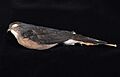Naturalis Biodiversity Center - ZMA.AVES.47471 - Accipiter nanus Blasius, W.H., 1897 - Accipitridae - skin specimen