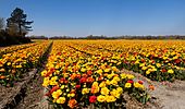 Noordwijkerhout, veld aan de Oosterduinen met geelrode dubbele tulpen IMG 9024 2021-04-27 13.33
