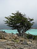 Nothofagus pumilio-general view 01.JPG