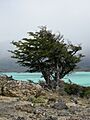 Nothofagus pumilio-general view 01