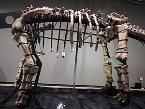 Archivo:Opisthocoelicaudia holotype-Japanese exhibition