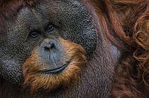 Archivo:Orangutan Kalimantan