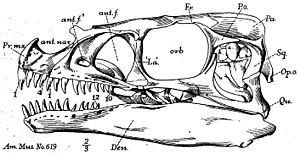 Archivo:Ornitholestes skull