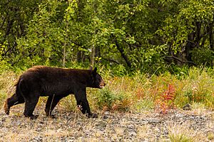 Archivo:Oso negro (Ursus americanus), Parque natural provincial Tatshenshini-Alsek, Yukón, Canadá, 2017-08-25, DD 84