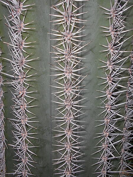 Pachycereus pringlei 2017-10-15 7119