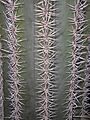 Pachycereus pringlei 2017-10-15 7119
