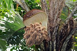 Palmengarten fg19.jpg