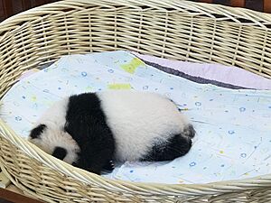 Archivo:Panda (187264519)