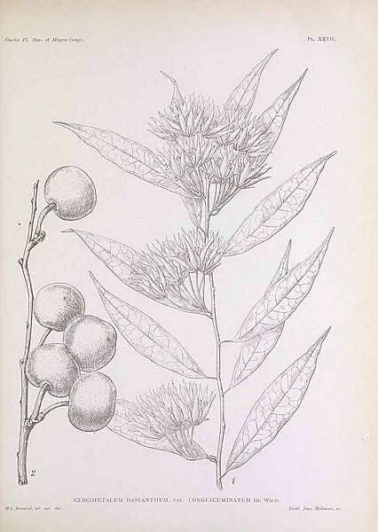Pentadiplandra etching 1909