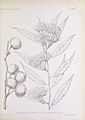 Pentadiplandra etching 1909